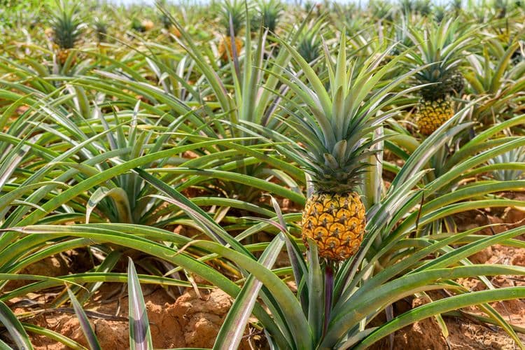 Eco-Adventure Pineapple Farm & Hike