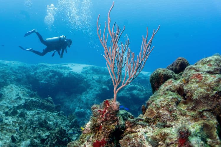 Cozumel Coral Reef Restoration