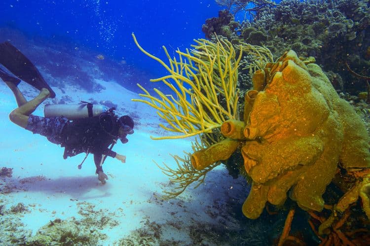 Cozumel Snuba Diving Adventure