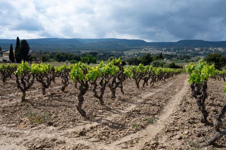 Le Castellet & Winery Visit