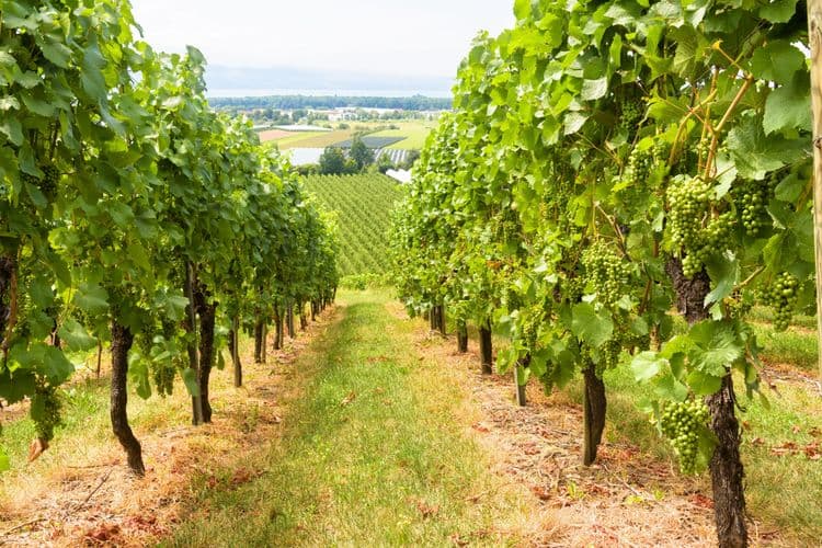 Roaming a Rhone Winery & Avignon