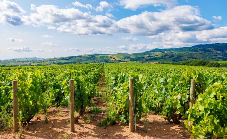 Guided Tour of Beaujolais Wine Region