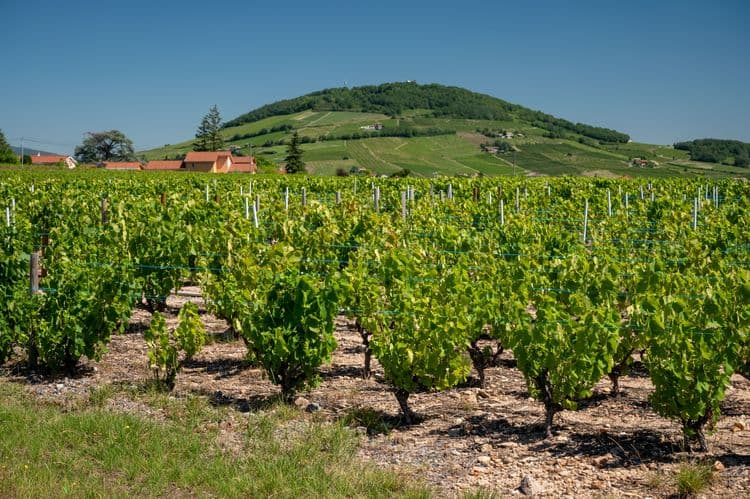 Delights of Beaujolais with Wine Discovery