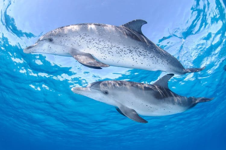 Wild Dolphin Safari in Bimini