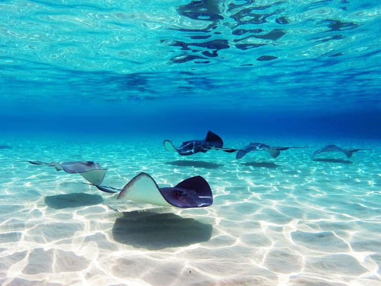 Stingray City to Starfish Point — Beach & Lunch