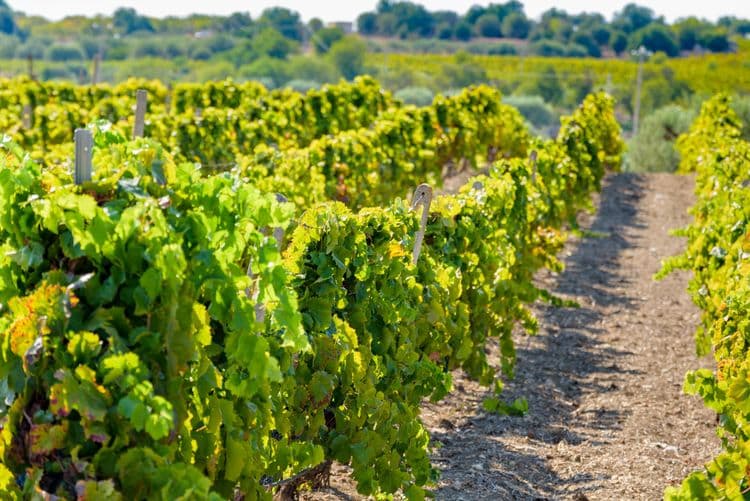 Sicilian Wine Roads
