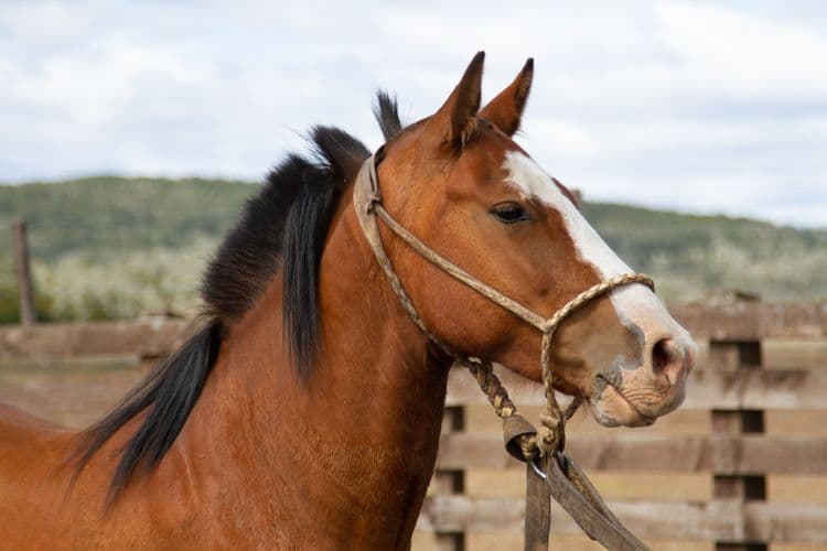 Sustainable Polo Experience