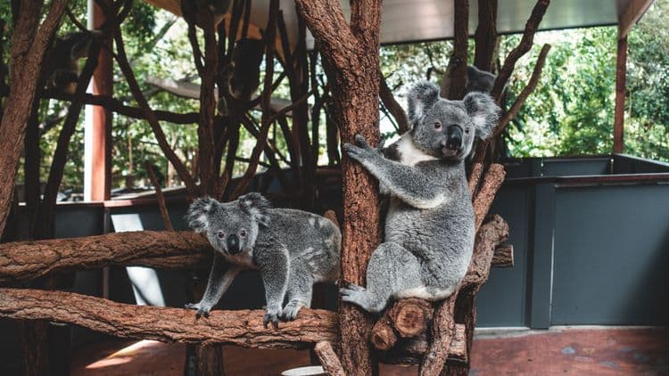 Highlights of Brisbane & Lone Pine