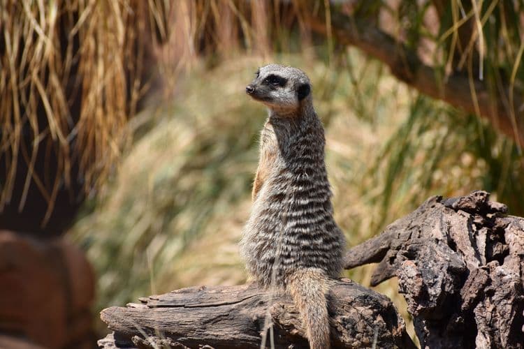 Taronga Zoo Experience