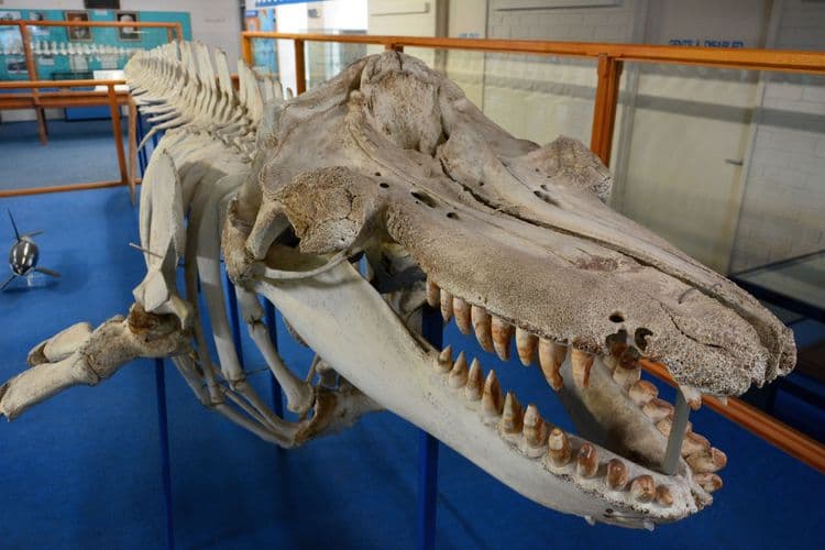 The Legend Of Old Tom - Eden's Killer Whale Trail