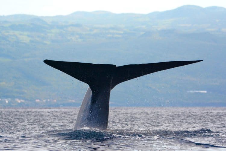 Whale & Dolphin Search Safari