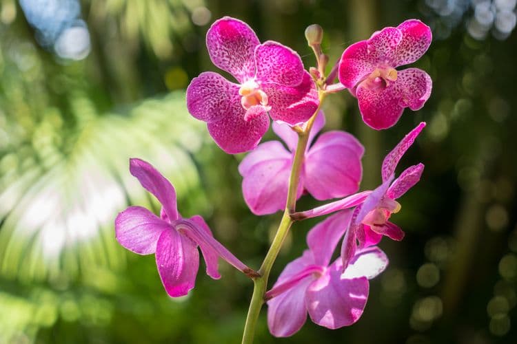 South Sea Orchids & Fijian Artifacts