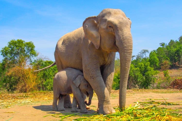 Scenic Phuket & Elephant Camp