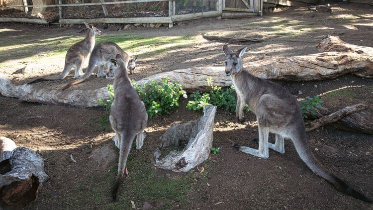 Bonorong Wildlife Sanctuary