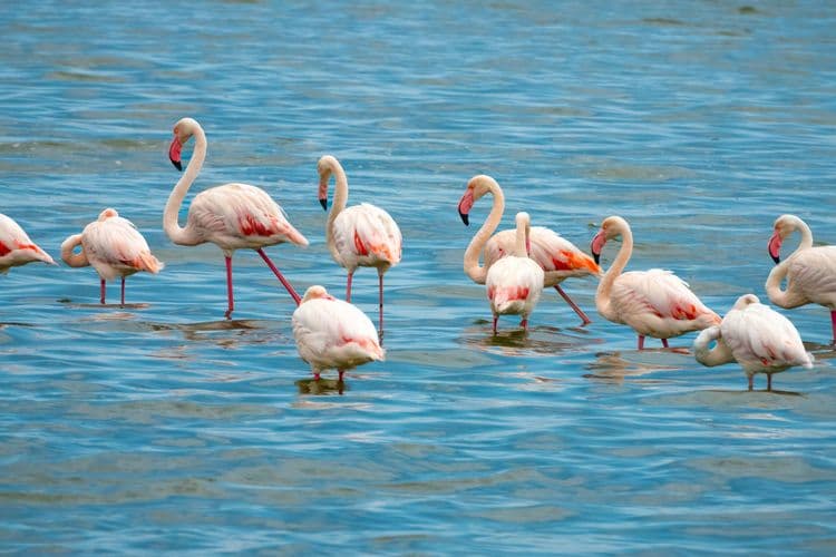 Birding Tour
