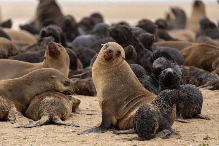 Seal & Pelican Cruise