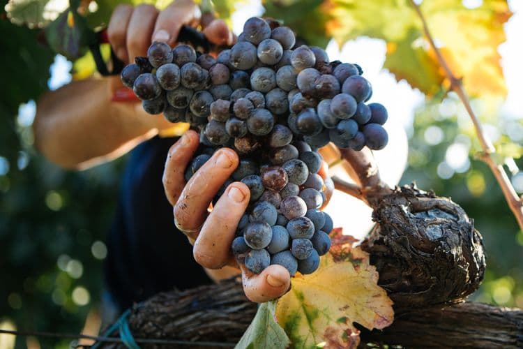 Taormina, rivière Lava et dégustation de vins