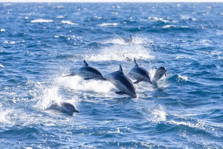 Dolphin Splash & Swim at Coral World