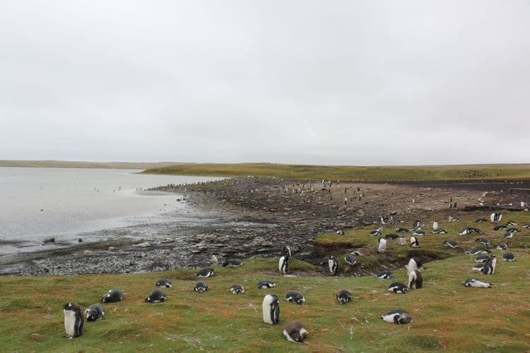 Bluff Cove Lagoon Penguin Safari