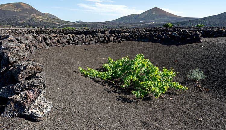 Southern Lanzarote & Wine Tasting