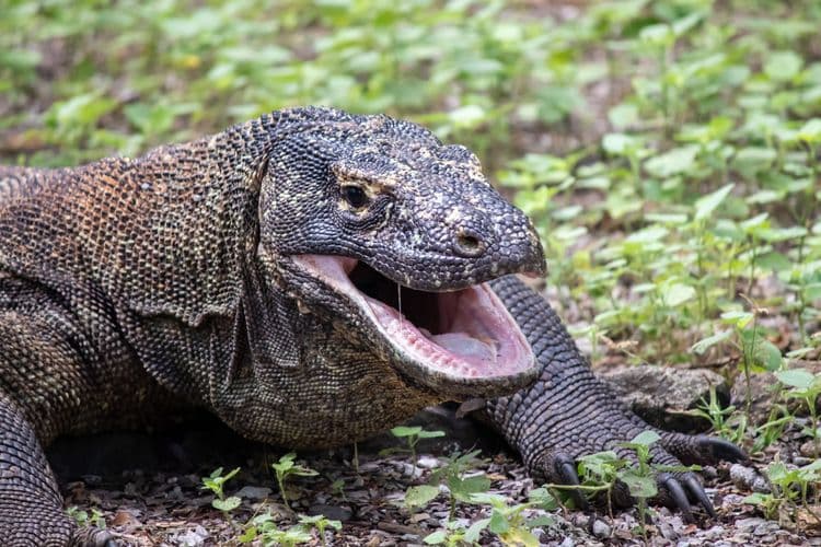 Dragons de Komodo