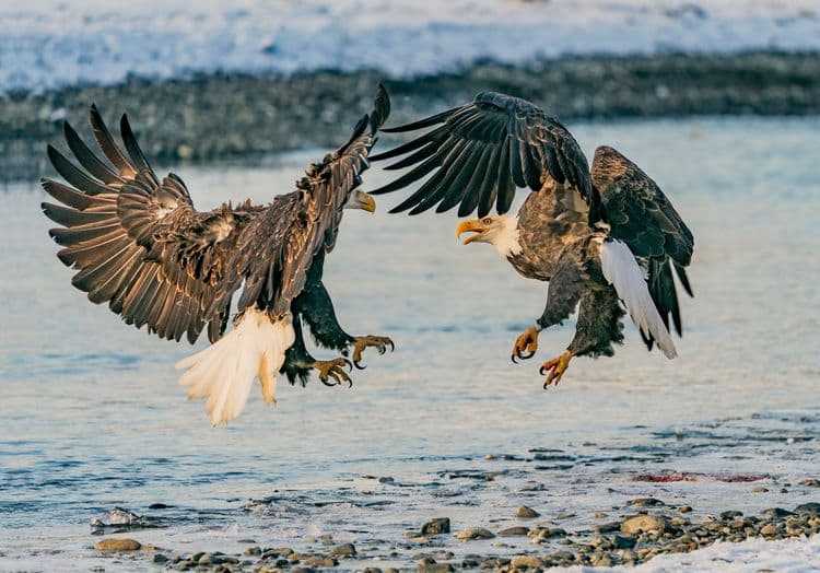 Eagle Preserve Float Adventure and Cruise
