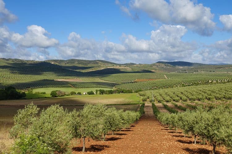 The Secrets of Basilippo Olive Oil