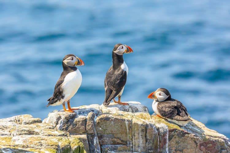 Puffin-Watching Adventure
