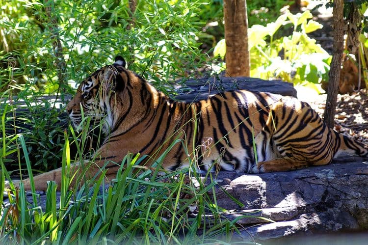 Australia Zoo