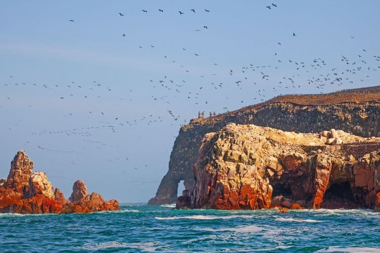 Islas Ballestas Wildlife Cruise