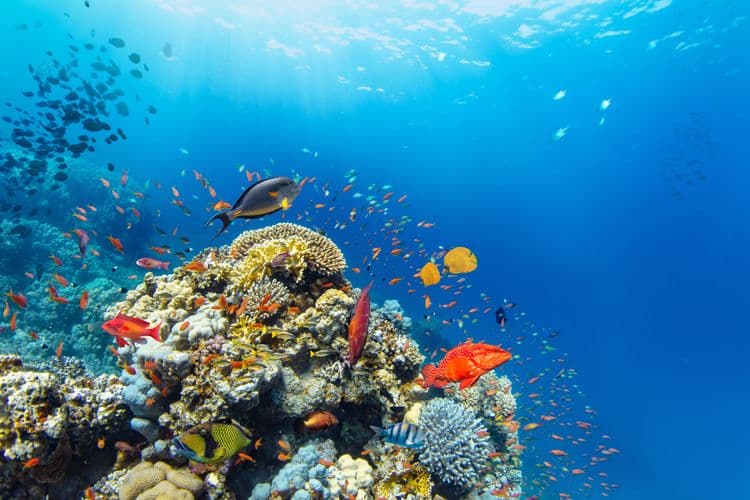 Semi-Sub Reef Exploration