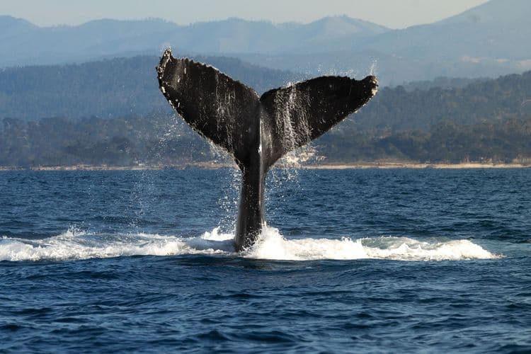Whale Watching Adventure