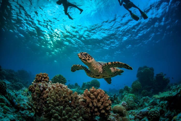 Turtle Snorkel Adventure by Catamaran