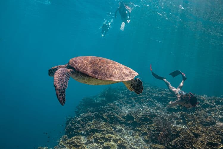 Turtle Encounter, Snorkel, Beach & Scenic Cruise
