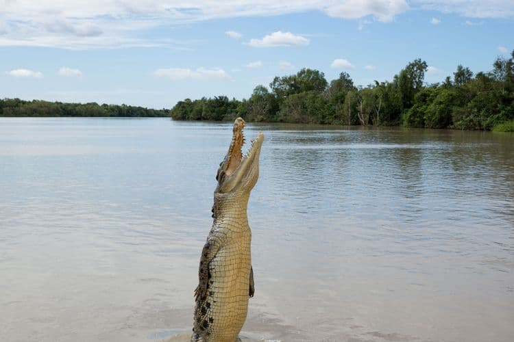Jumping Crocodile Cruise