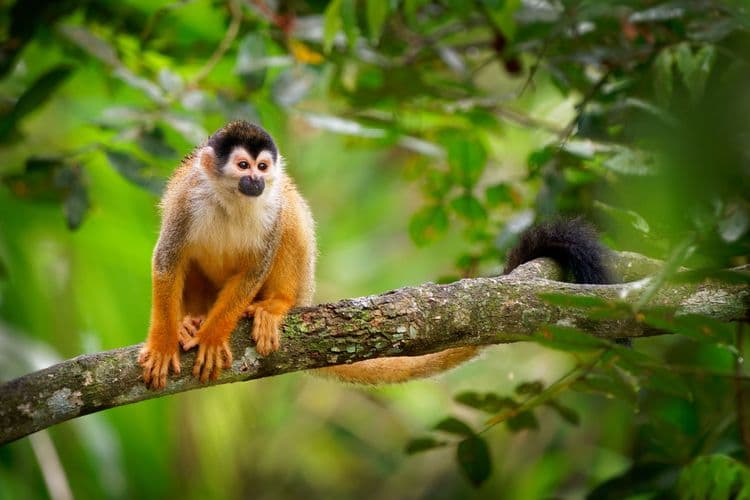 Monkey Land & Dominican Flavors for Families