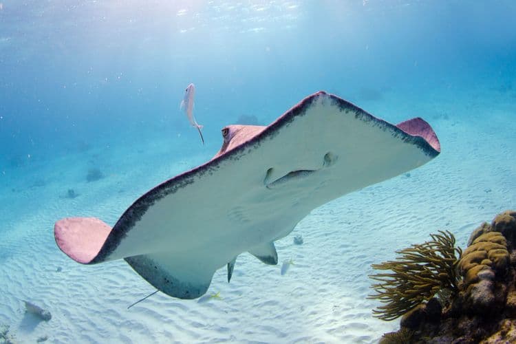 Allura Catamaran Sail To Stingray Sandbar