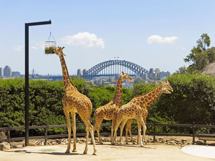 Aussie Wildlife