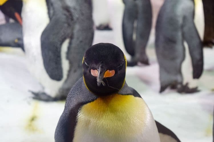 Antarctic Encounter & Underwater World