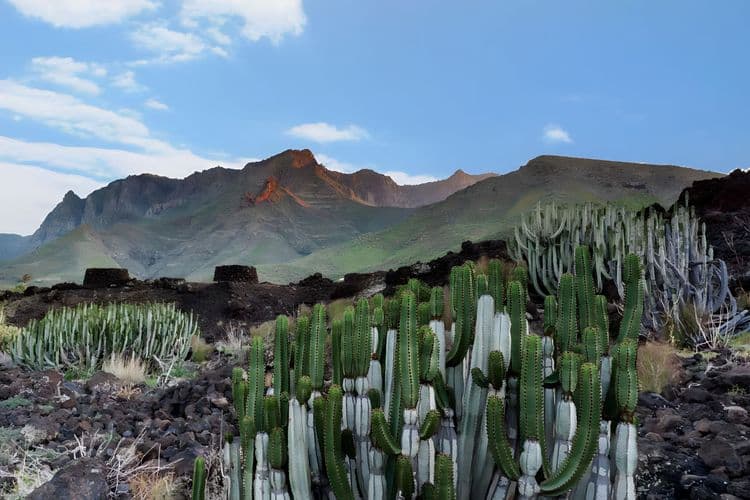 Agaete : la vallée archéologique et fertile