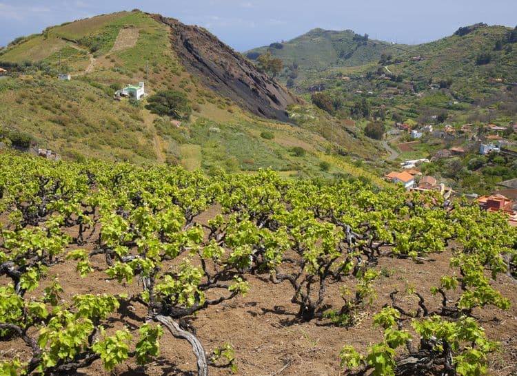 Vin et histoire de Gran Canaria