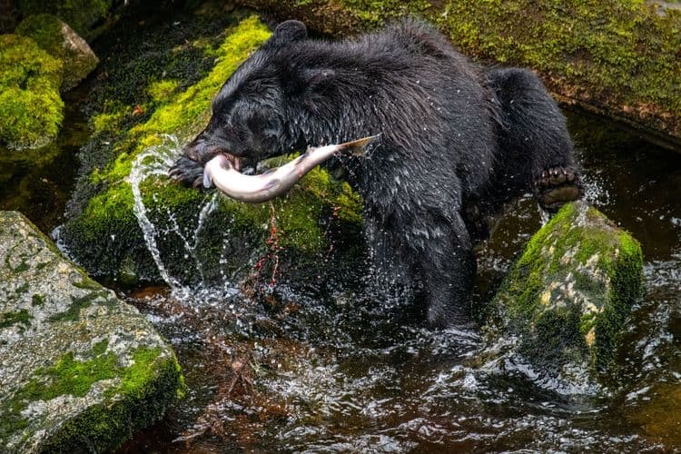 Avistamiento de osos de Anan Creek