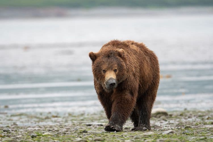 Encuentro de osos de Alaska por tierra y mar