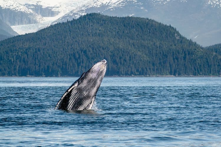Búsqueda de Ballenas y Mamíferos Marinos