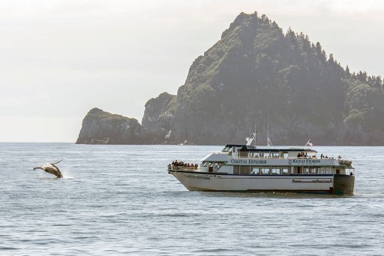 Crucero privado de ballenas y vida silvestre
