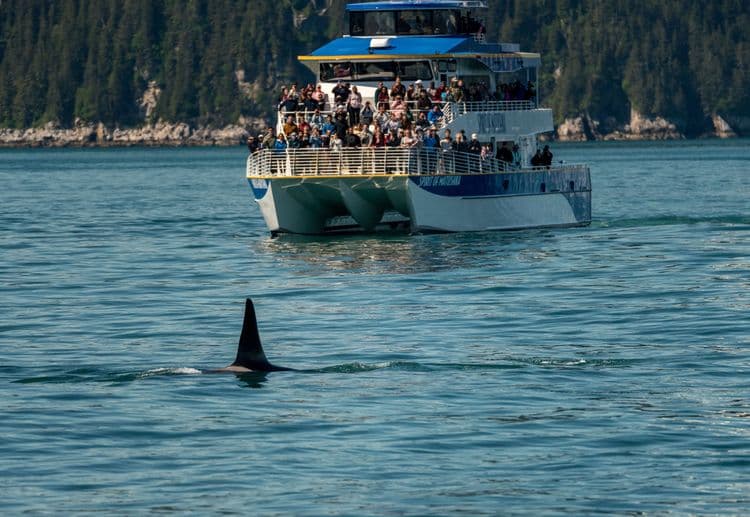 Resurrection Bay Wildlife Cruise