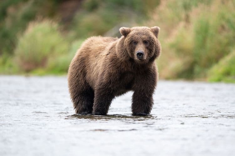 Spasski River Valley Wildlife & Bear Search