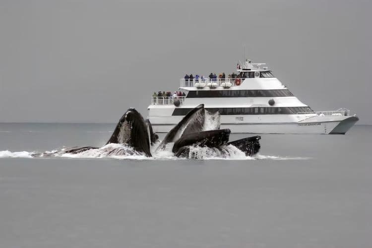 Whale & Marine Mammals Cruise