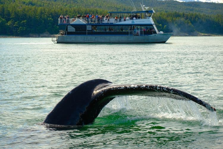 Whale, Wildlife & Bear Search