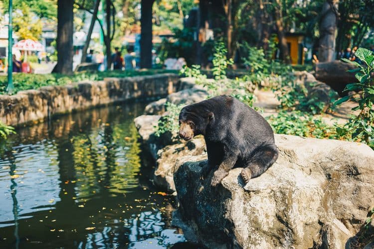 Orang Utan y Osos del Sol